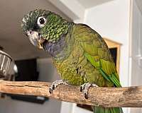 adult-bird-for-sale-in-cottage-grove-or-or