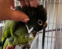 quiet-bird-for-sale-in-cottage-grove-or-or