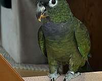 male-bird-for-sale-in-cottage-grove-or-or