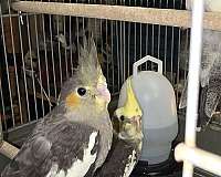 cockatiel-for-sale-in-long-beach-ca