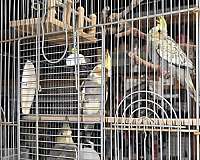 cockatiel-for-sale