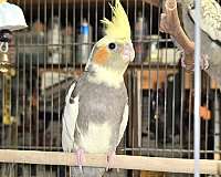 cockatiel-for-sale-in-long-beach-ca