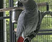 congo-african-grey-parrot-for-sale-in-waxhaw-nc