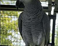 companion-bird-for-sale-in-waxhaw-nc