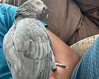 african-grey-parrot-for-sale