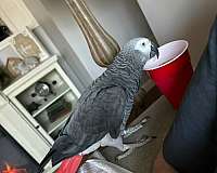 african-grey-parrot-for-sale-in-nashville-tn