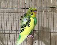 parakeet-for-sale