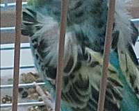 young-parakeet-for-sale