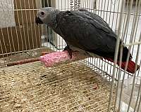 african-grey-parrot-for-sale-in-la-habra-ca