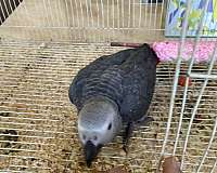 grey-red-bird-for-sale-in-la-habra-ca