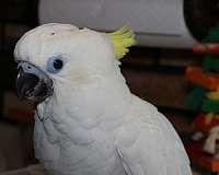 handfed-cockatoo-triton-cockatoo-for-sale