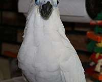 baby-cockatoo-triton-cockatoo-for-sale