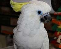 triton-cockatoo-for-sale