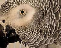 african-grey-parrot-for-sale