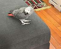 african-grey-parrot-for-sale-in-bronx-ny