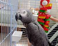 bird-for-sale-in-bronx-ny