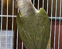 adult-bird-for-sale-in-hermann-mo