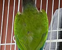 conure-green-cheek-conure-for-sale-in-hermann-mo