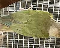 male-female-bird-for-sale-in-hermann-mo