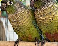 green-grey-bird-for-sale-in-san-jose-ca