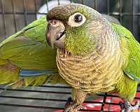 green-grey-conure-for-sale