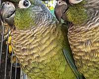 conure-for-sale-in-san-jose-ca