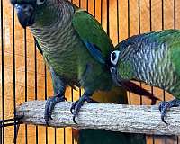 conure-for-sale