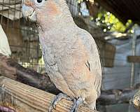 rose-cockatoo-goffin-cockatoo-for-sale