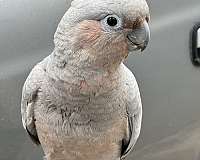 cockatoo-for-sale