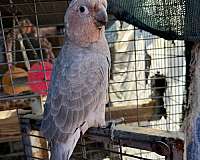 baby-cockatoo-for-sale