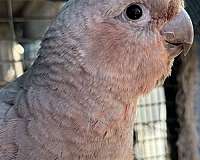 cockatoo-goffin-cockatoo-for-sale