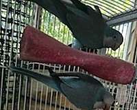 quaker-parrots-for-sale