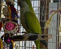 green-quaker-parrots-for-sale