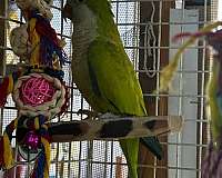 yellow-quaker-parrots-for-sale