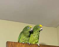 yellow-crown-amazon-parrot-for-sale