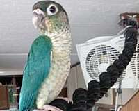 green-cheek-conure-for-sale