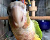 male-bird-eggs-for-sale
