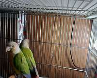 handfed-eggs-for-sale
