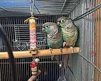 cinnamon-bird-eggs-for-sale