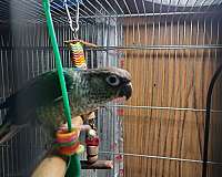 yellow-bird-eggs-for-sale