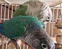 green-cheek-conure-for-sale