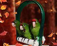 mitred-conure-for-sale