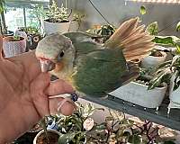 conure-for-sale