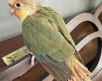 conure-for-sale-in-winston-salem-nc