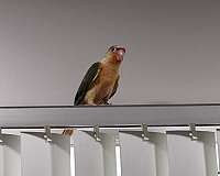 conure-for-sale-in-winston-salem-nc