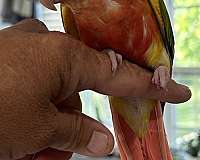 conure-for-sale