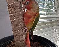 baby-conure-for-sale