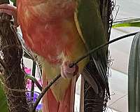 green-pineapple-conure-for-sale