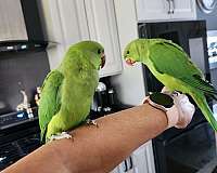 parakeet-for-sale