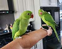 parakeet-for-sale-in-illinois